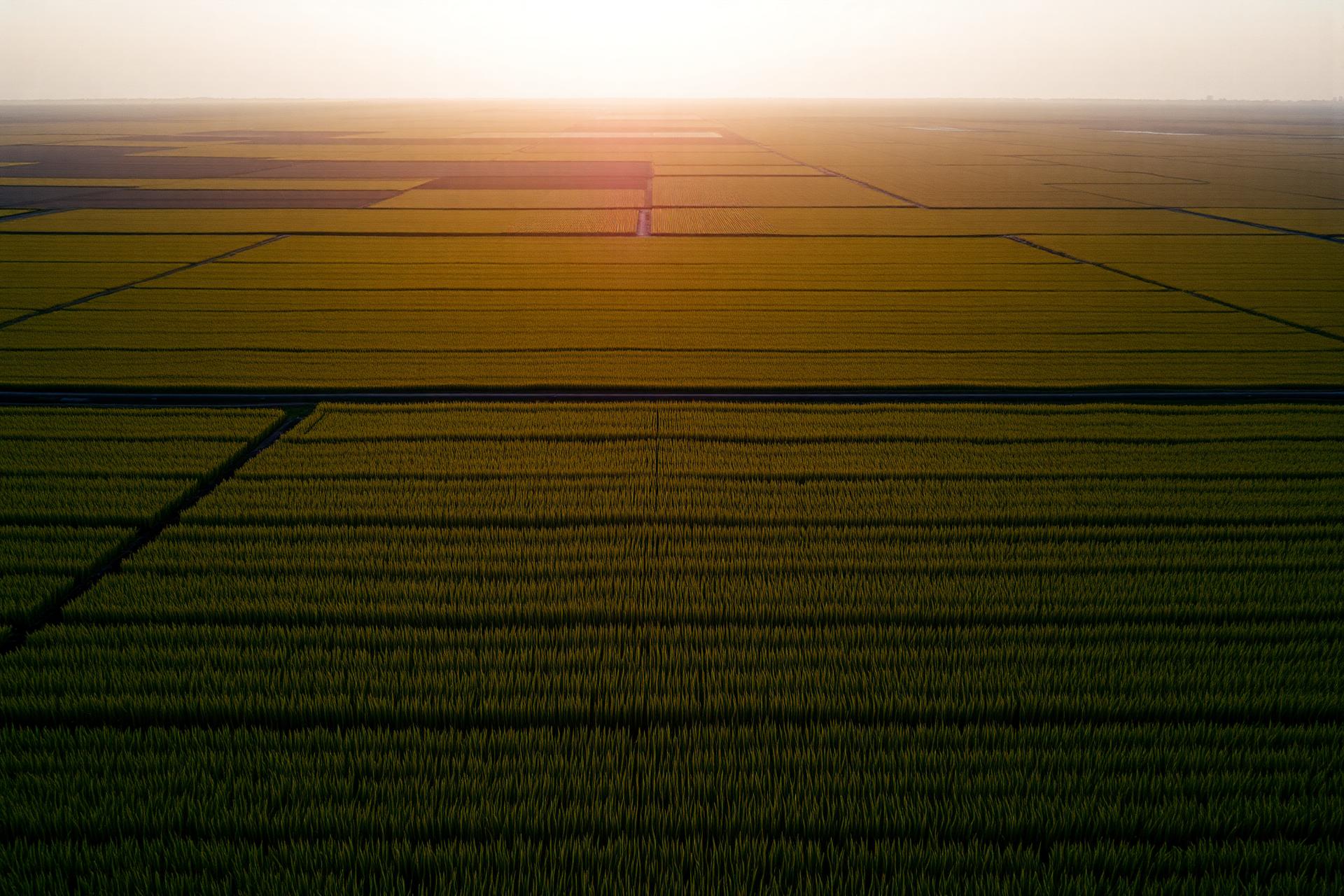 Aerial view of paddy rice fields at dusk